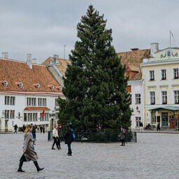 tallinna-raekoja-platsile-toodi-tanavune-joulukuusk-uksnurme-kulast