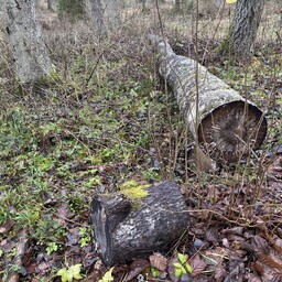 jarva-vald-suudistab-krossiraja-rentnikku-ebaseaduslikus-raietoos