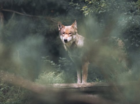 eesti-toetab-solidaarsusest-teiste-el-i-riikidega-hundi-kaitsestaatuse-leevendamist