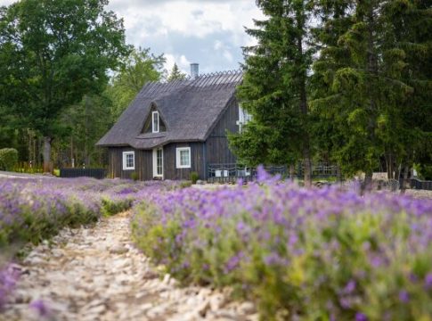 hiiumaa-lavendlitalu-paiskas-ettevotte-muuki