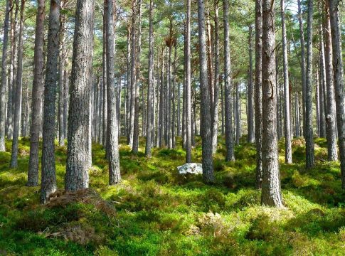 natura-2000-erametsaomanikud-hakkavad-saama-senisest-suuremat-huvitist