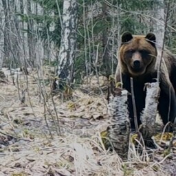 ringkonnakohus-andis-oiguse-keskkonnaameti-kohtusse-viinud-karukaitsjatele